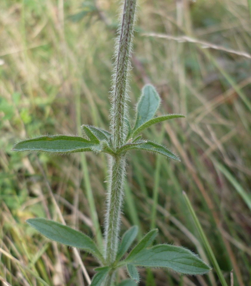 Image of Schizonepeta multifida specimen.