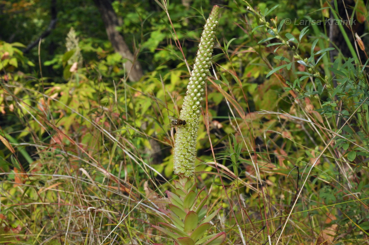 Изображение особи Orostachys malacophylla.