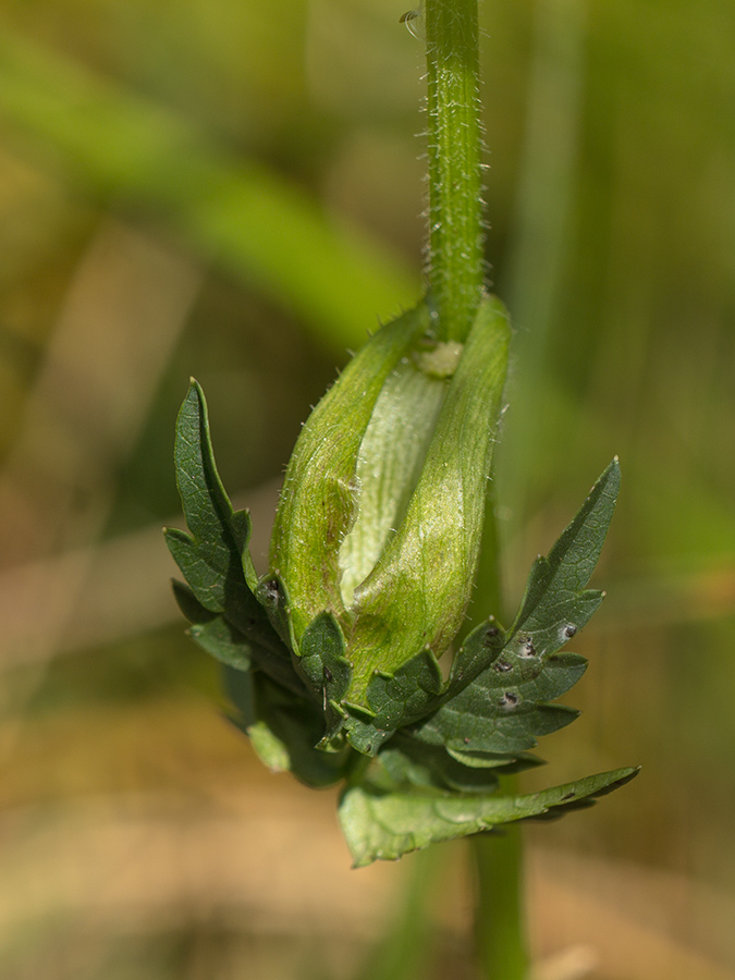 Image of Heracleum apiifolium specimen.