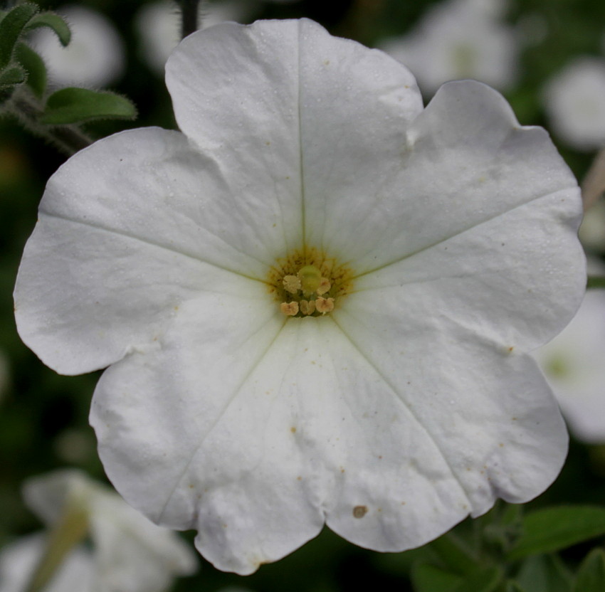 Image of Petunia axillaris specimen.