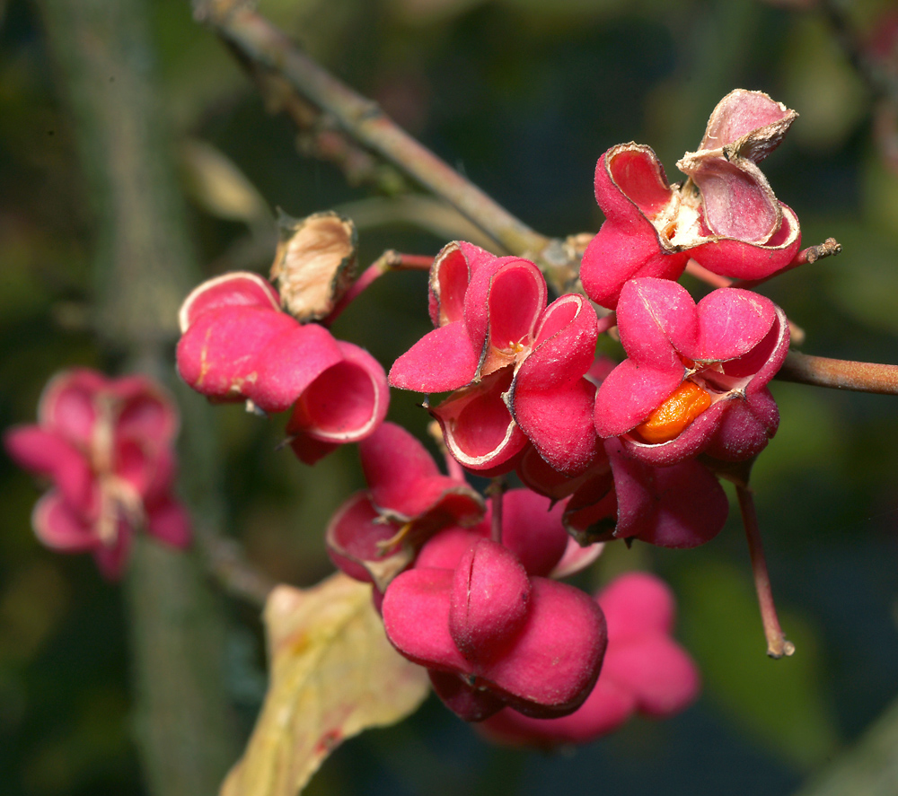 Изображение особи Euonymus europaeus.