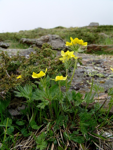 Image of Anemonastrum speciosum specimen.