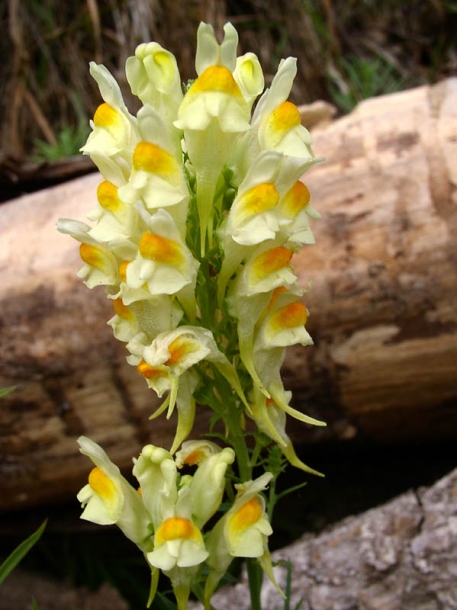 Image of Linaria vulgaris specimen.