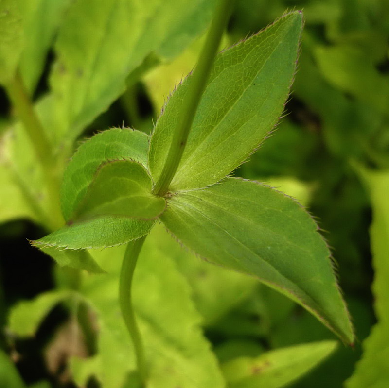 Image of Astrantia maxima specimen.