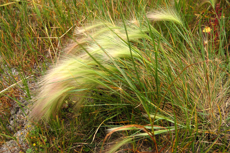 Image of Hordeum jubatum specimen.