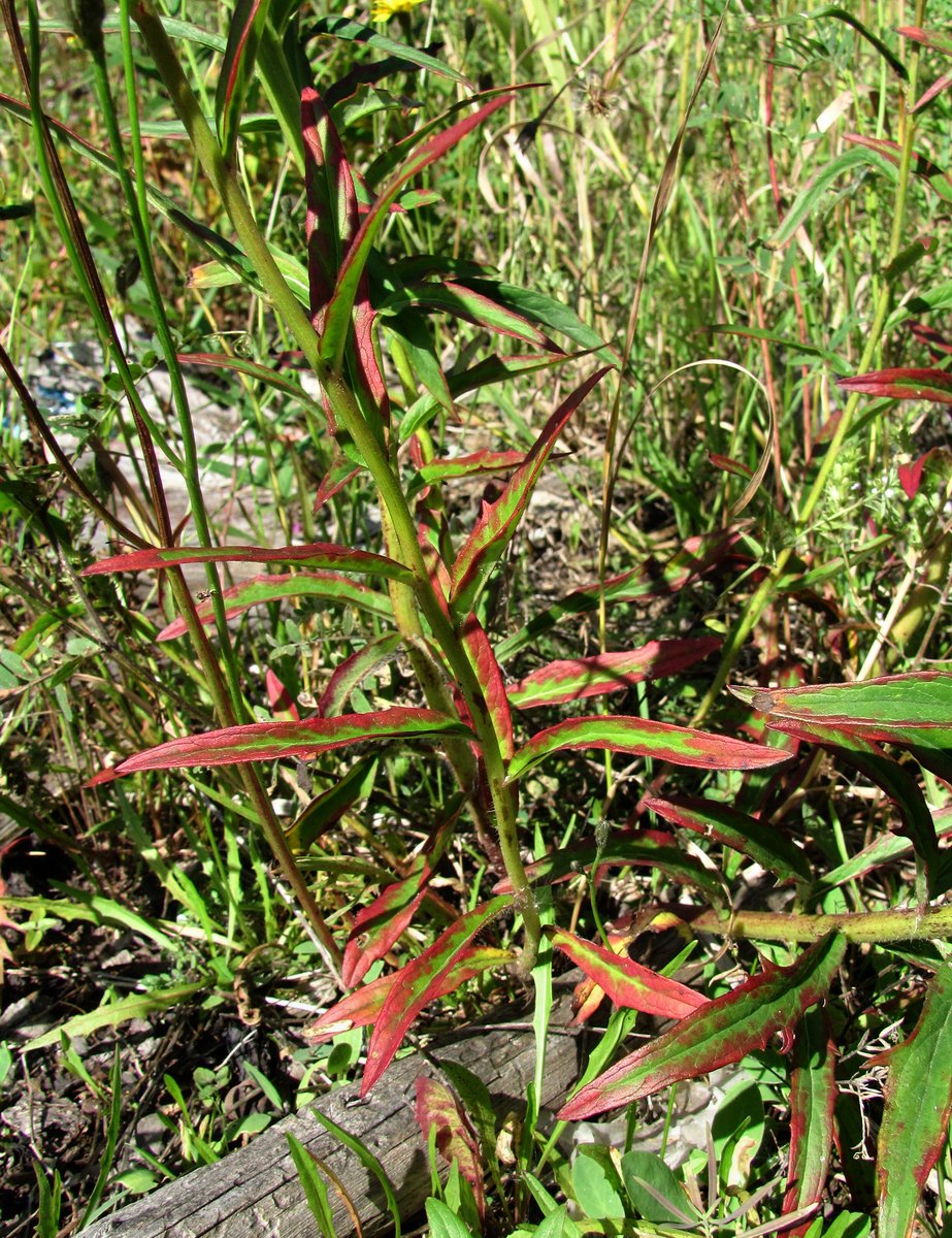 Image of Hieracium umbellatum specimen.