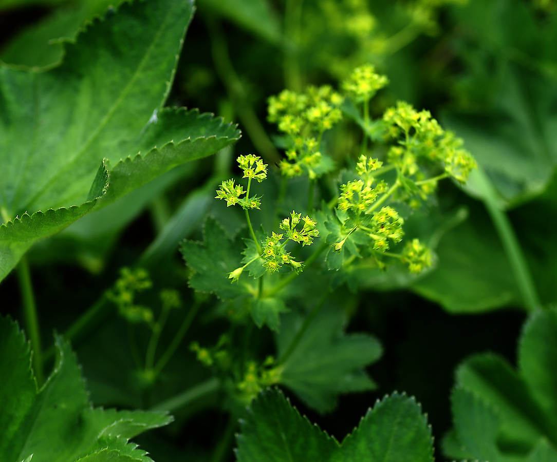 Изображение особи Alchemilla xanthochlora.