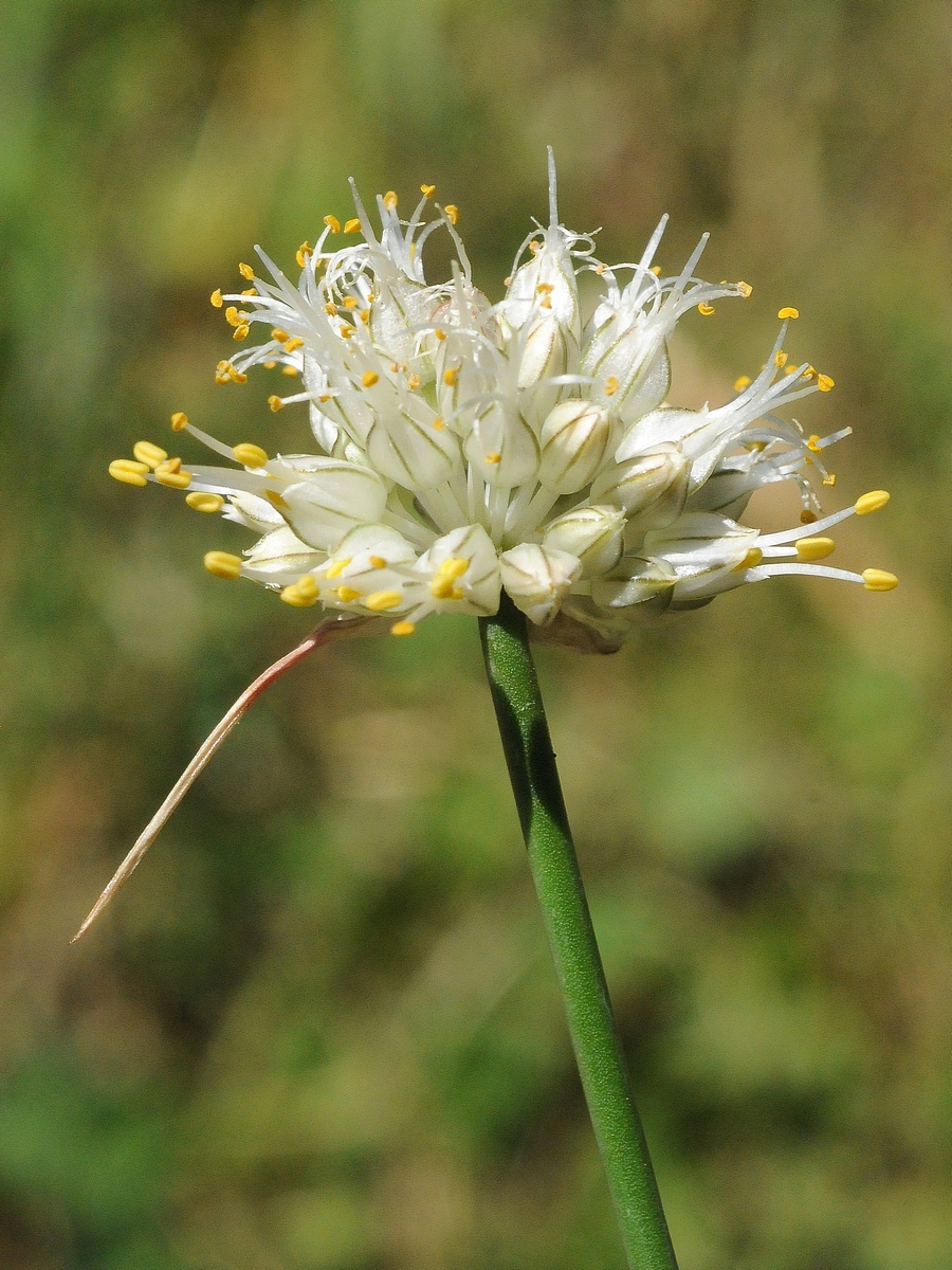 Image of Allium kirilovii specimen.