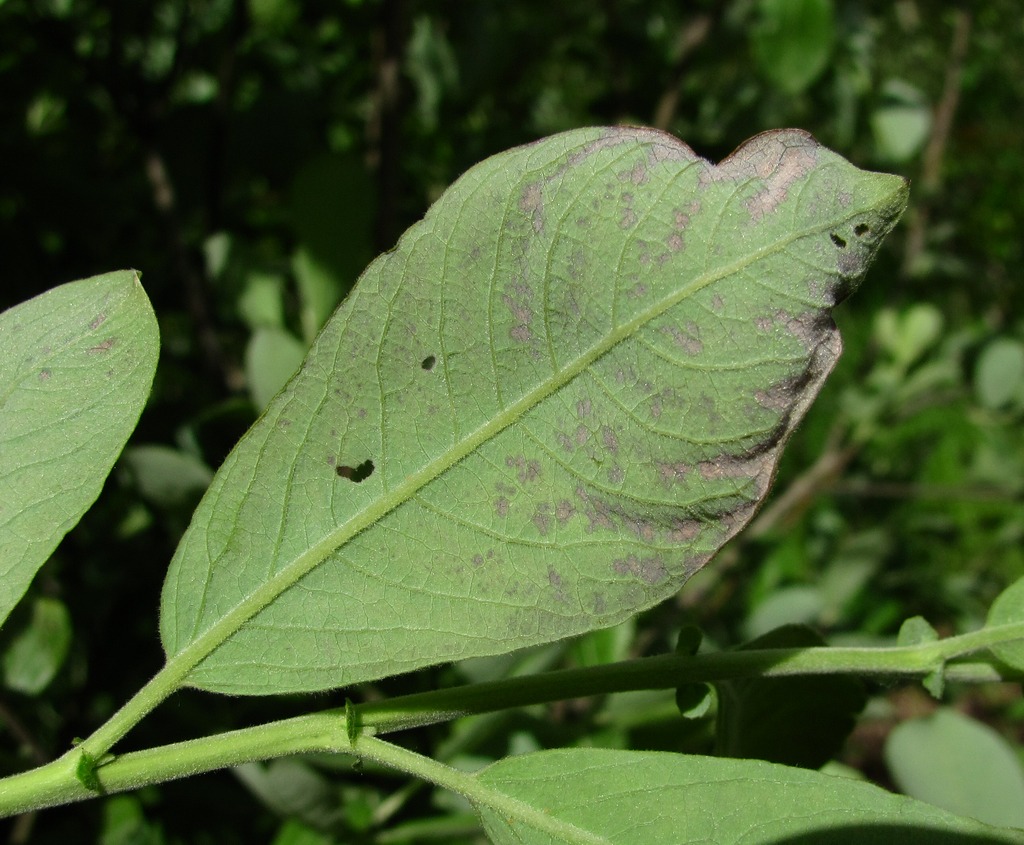 Image of Salix cinerea specimen.