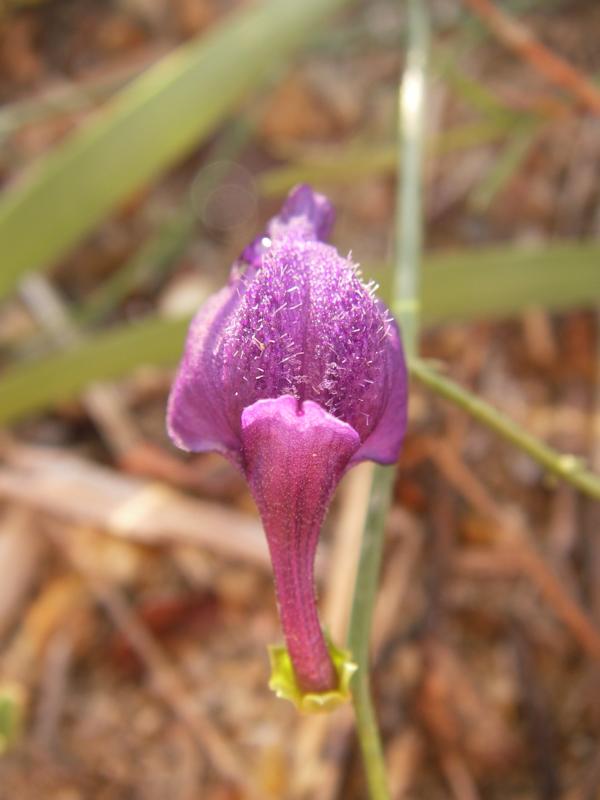 Image of Dodartia orientalis specimen.