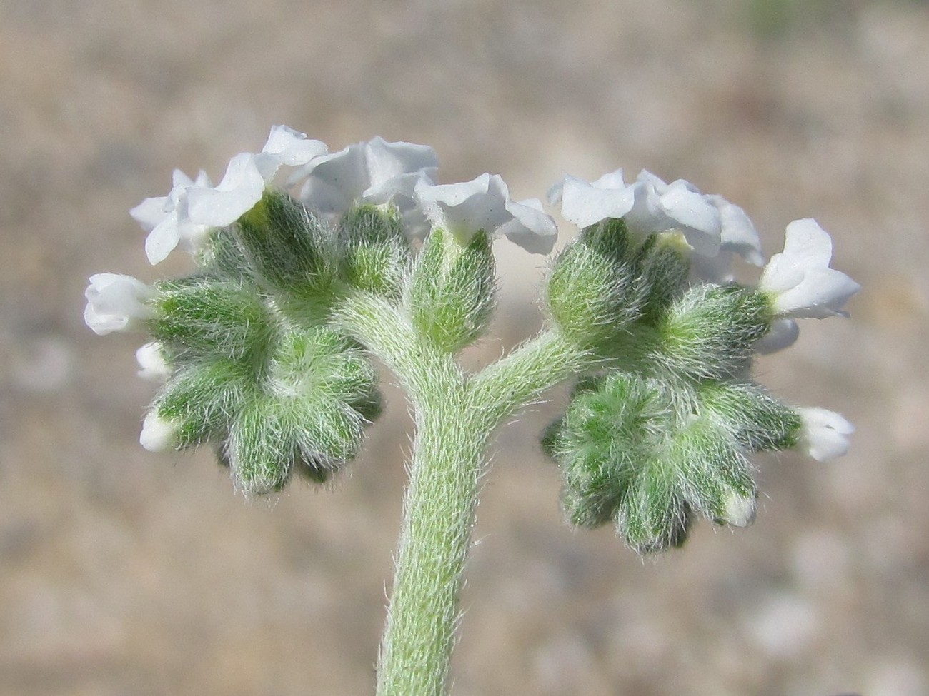 Image of Heliotropium ellipticum specimen.