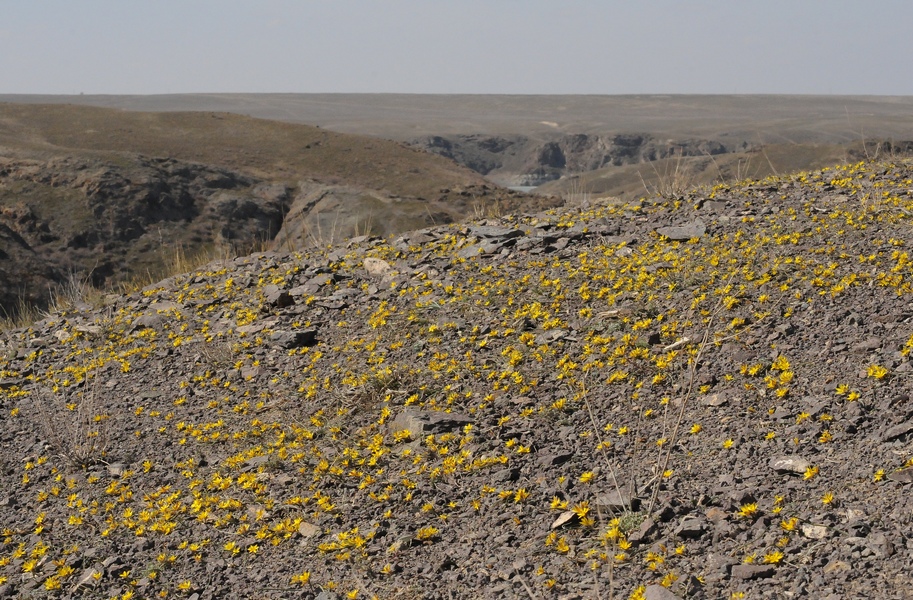 Image of Gagea setifolia specimen.