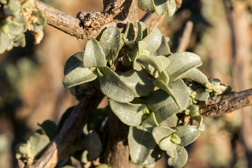 Image of Atriplex halimus specimen.