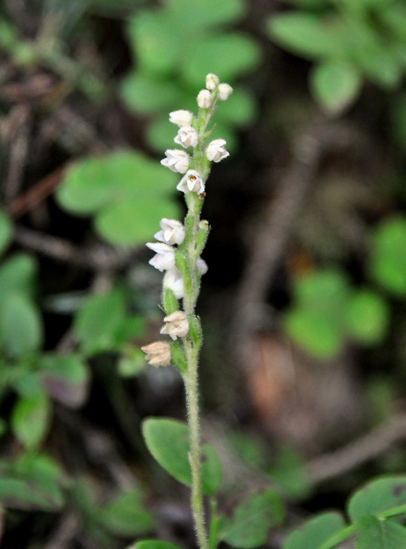 Image of Goodyera repens specimen.