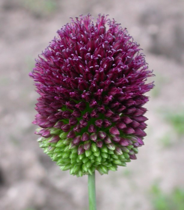 Image of Allium sphaerocephalon specimen.