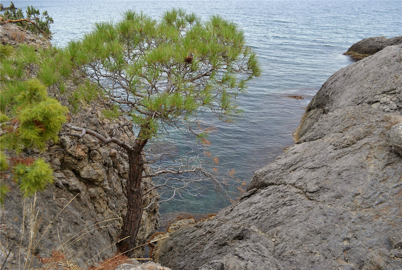 Image of Pinus pityusa specimen.