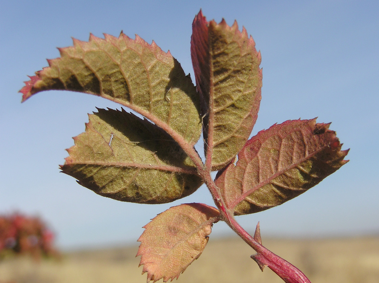 Image of genus Rosa specimen.