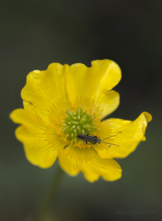 Изображение особи Ranunculus polyanthemos.