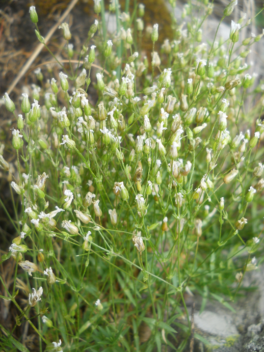 Image of Minuartia kryloviana specimen.