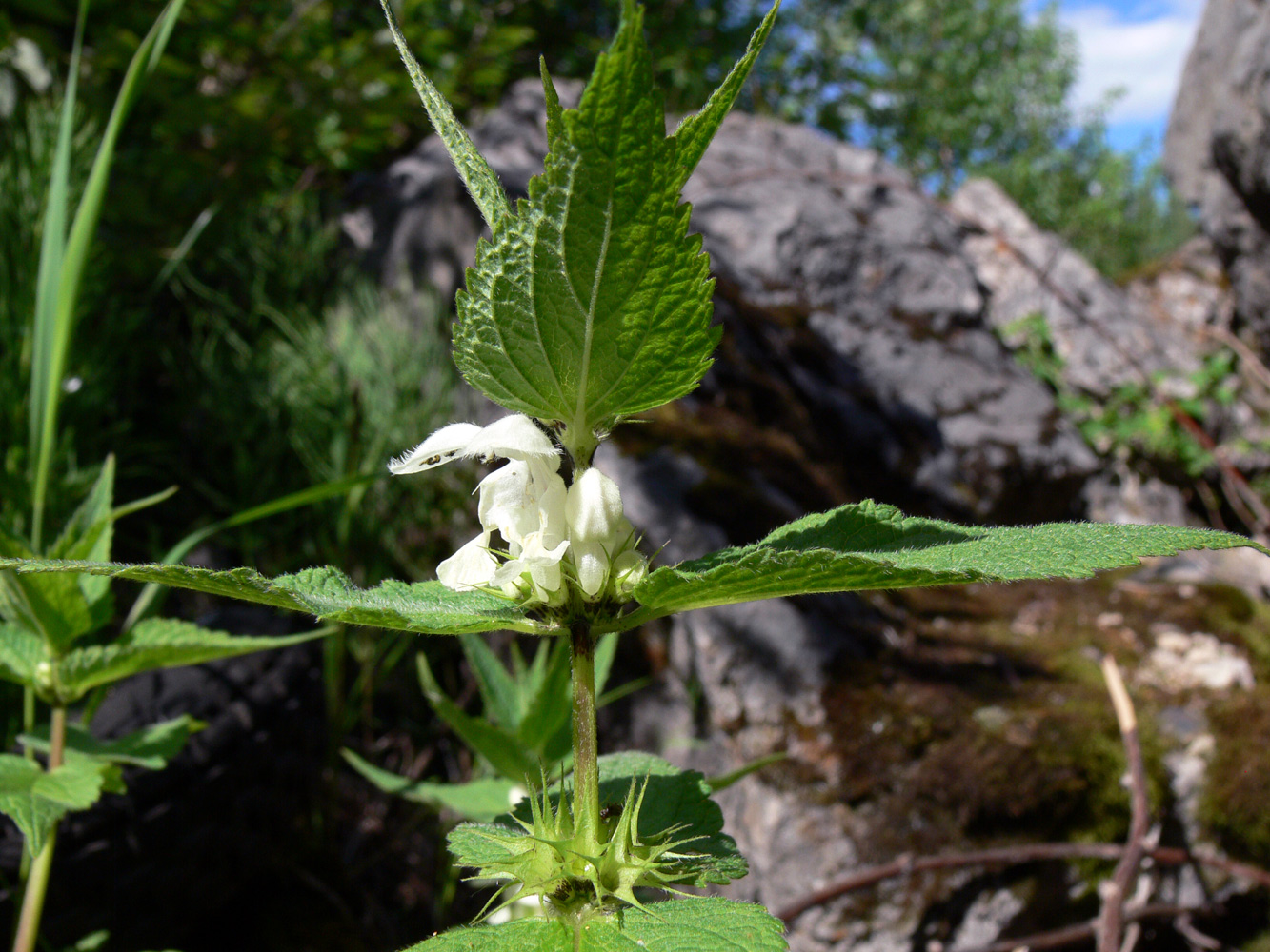 Image of Lamium album specimen.