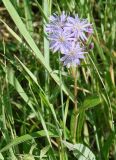 Lactuca sibirica. Верхушка цветущего растения. Якутия (Саха), г. Якутск, пустырь. 03.07.2008.