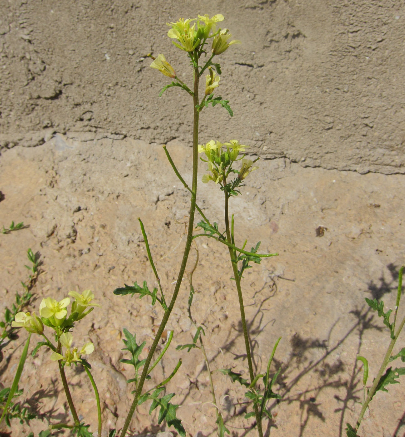 Image of Erucastrum gallicum specimen.