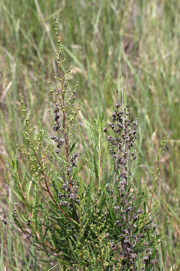 Image of Spiraeanthus schrenkianus specimen.