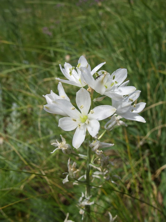 Image of Ornithogalum fischerianum specimen.