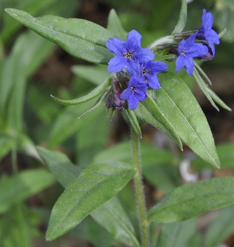 Image of Aegonychon purpureocaeruleum specimen.