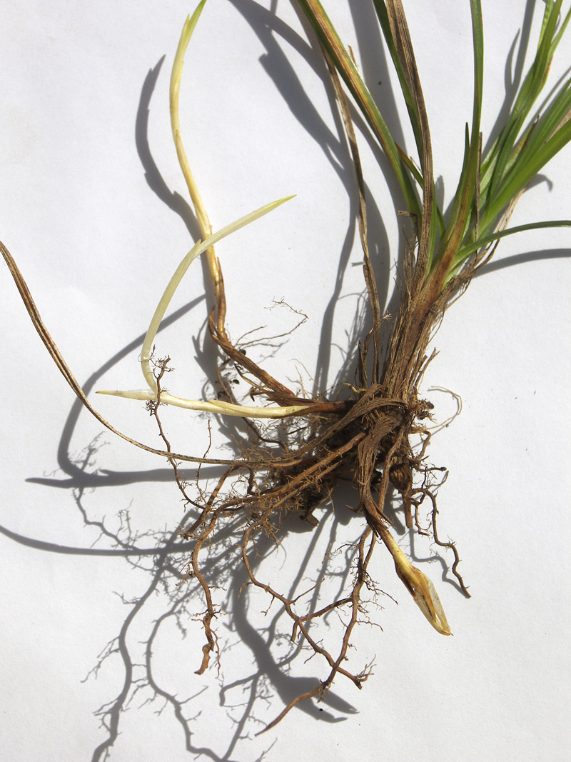 Image of Carex michelii specimen.