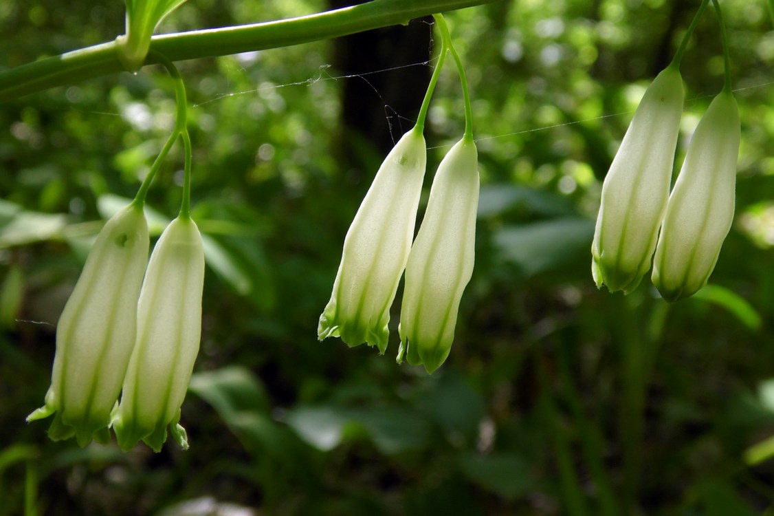 Image of Polygonatum glaberrimum specimen.