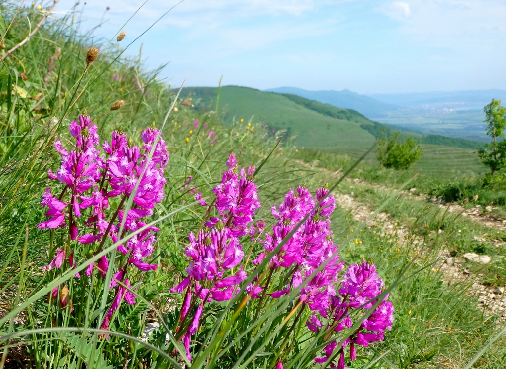 Изображение особи Polygala major.