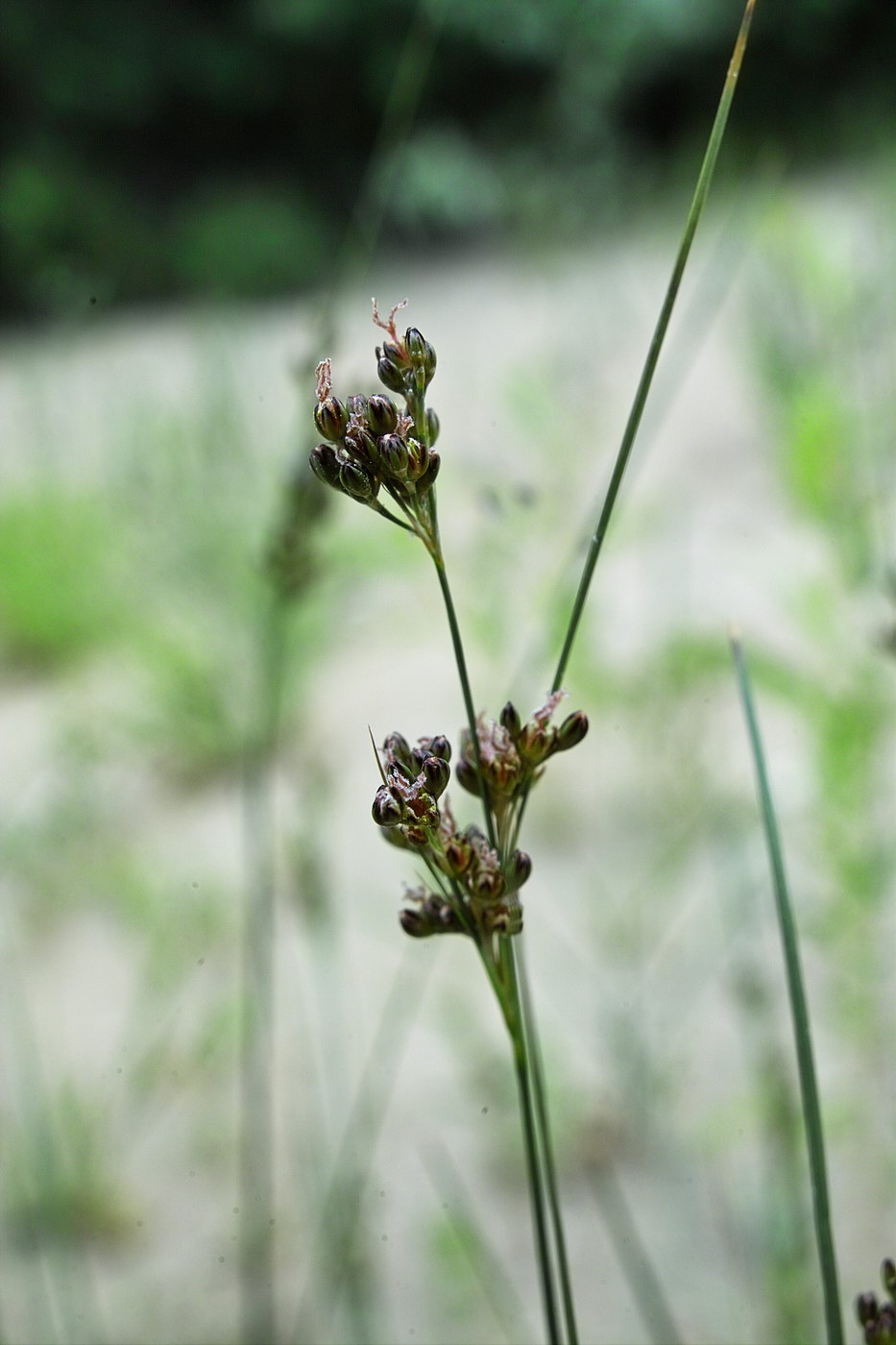 Image of Juncus compressus specimen.