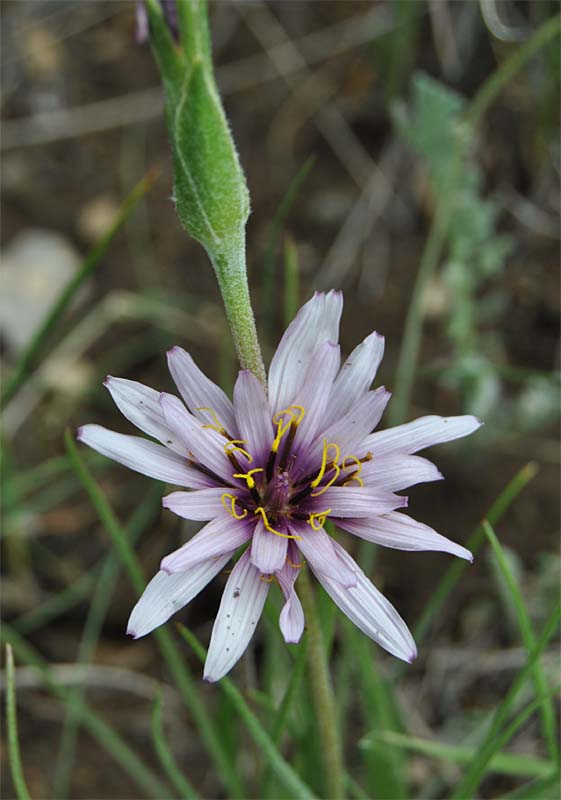 Image of Scorzonera suberosa specimen.