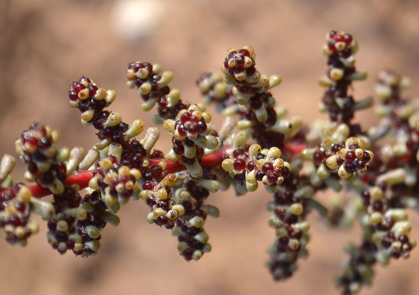 Image of Salsola foliosa specimen.