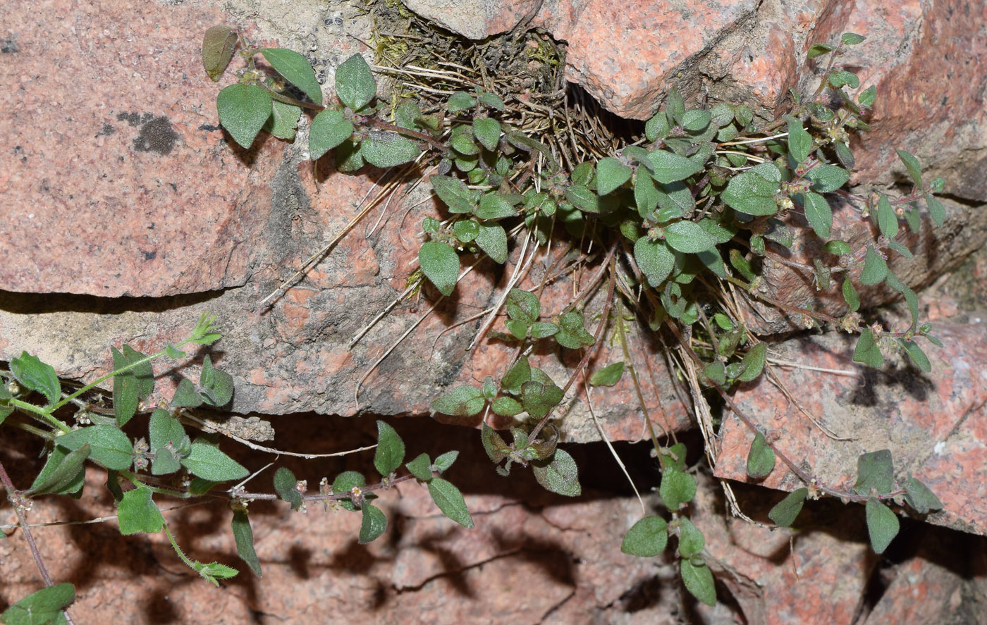 Image of Parietaria elliptica specimen.