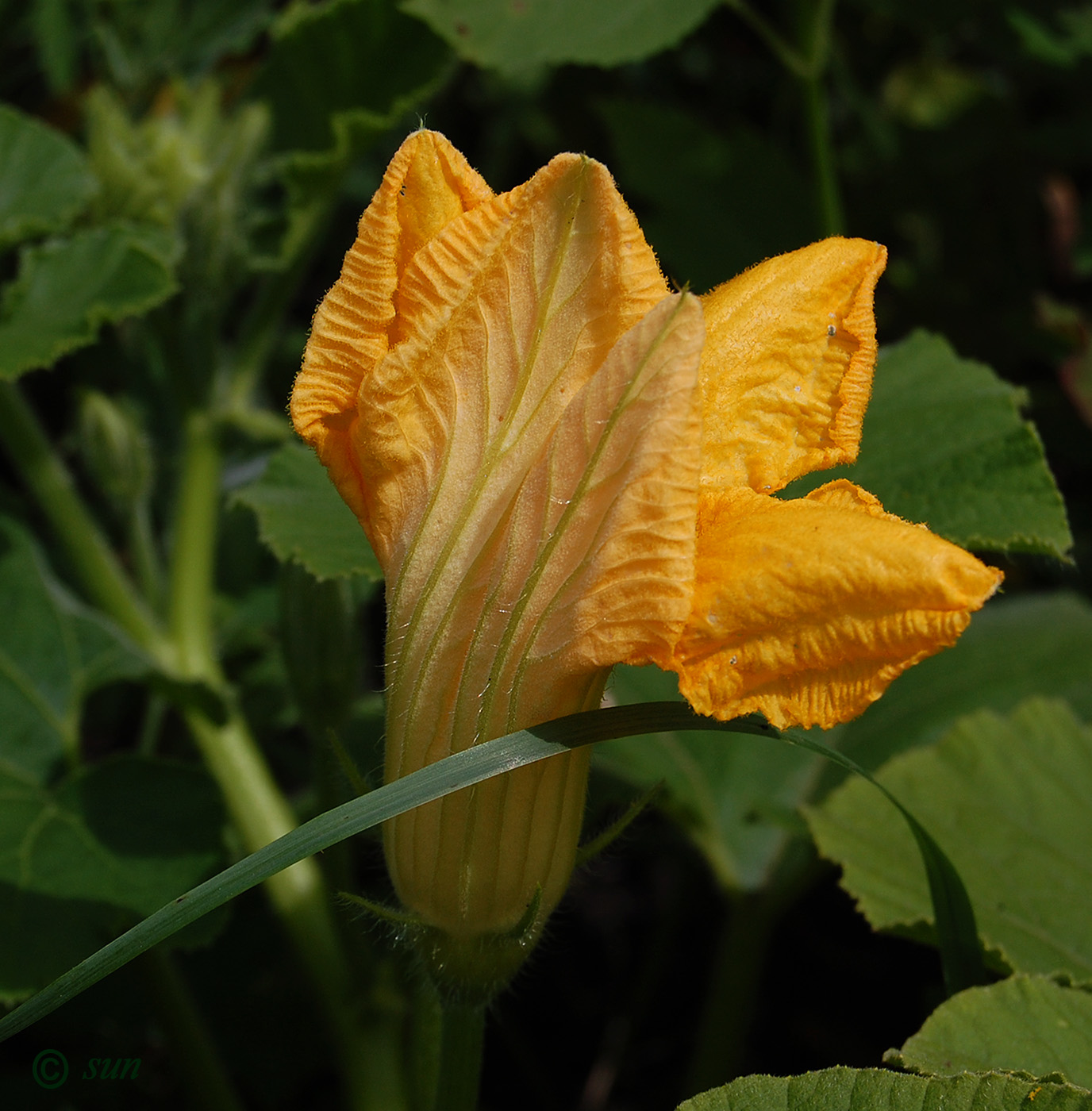 Image of Cucurbita pepo specimen.