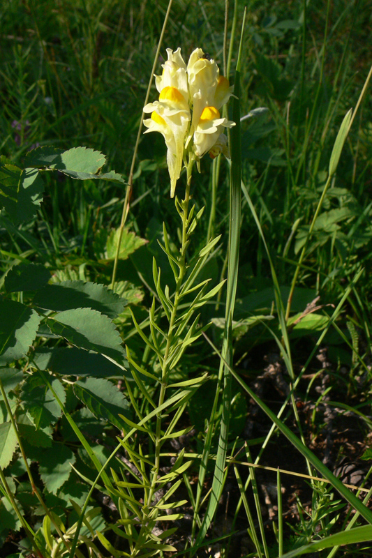 Image of Linaria vulgaris specimen.