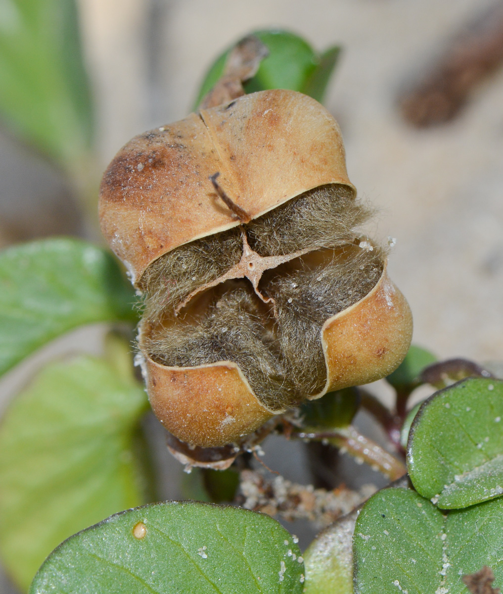 Image of Ipomoea imperati specimen.