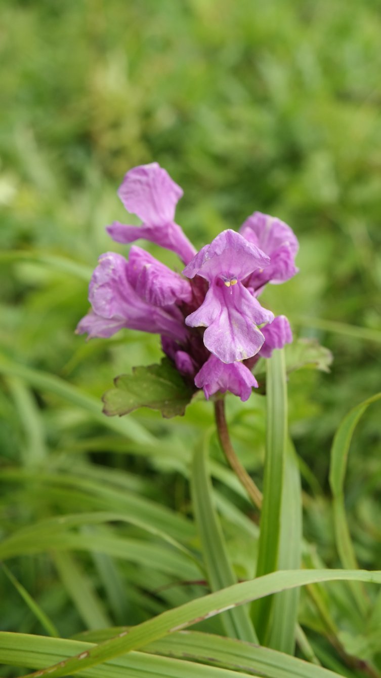 Image of Betonica macrantha specimen.