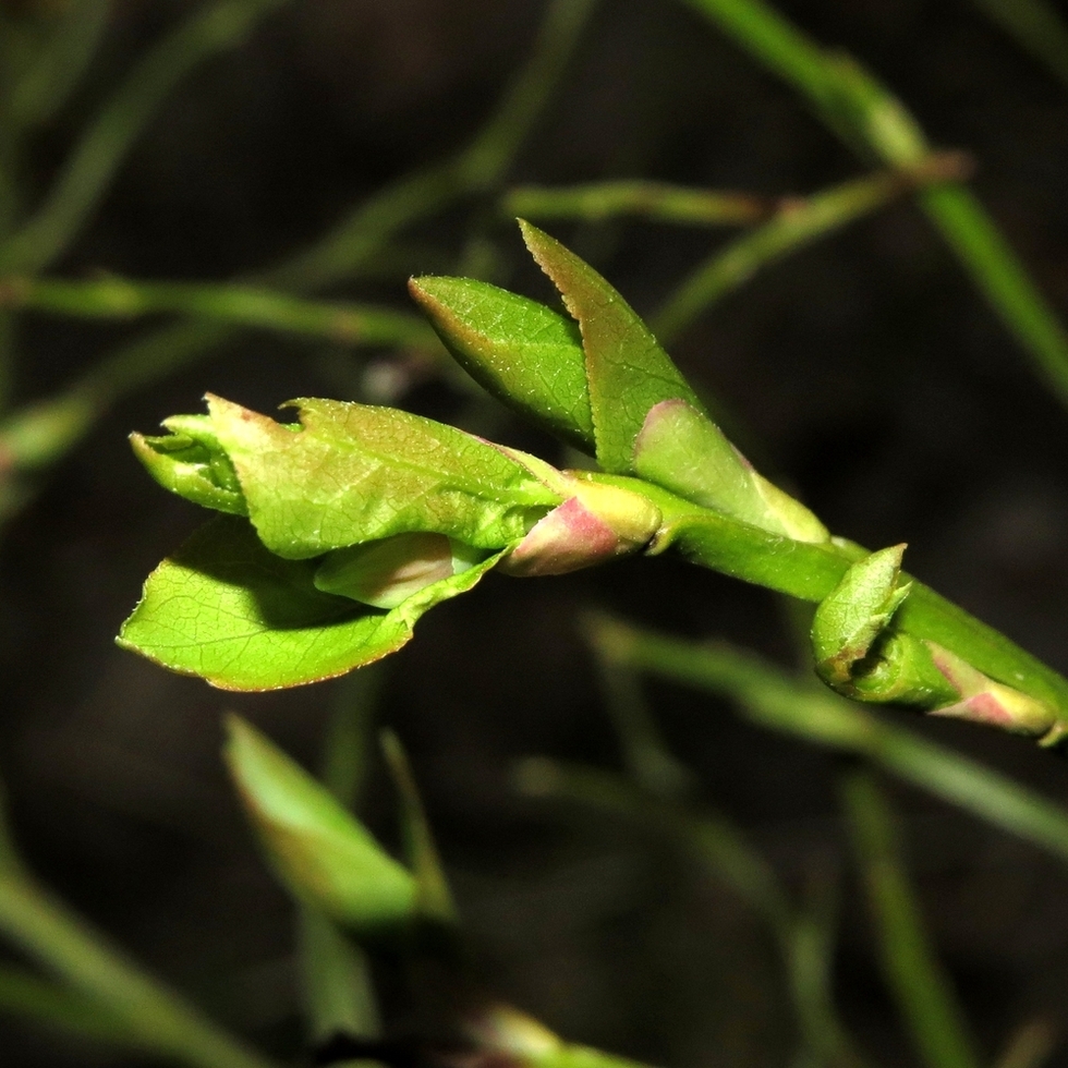 Image of Vaccinium myrtillus specimen.