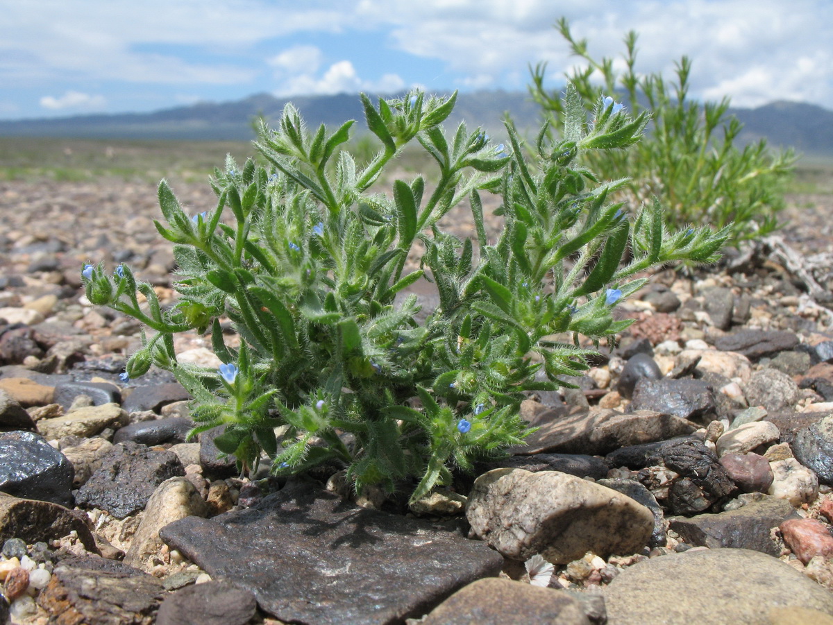 Image of Lappula spinocarpos specimen.