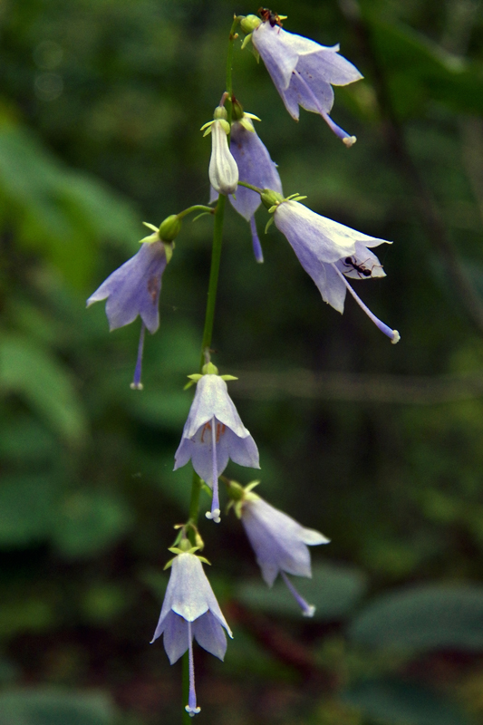 Image of Adenophora pereskiifolia specimen.