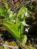 Smilacina trifolia. Цветущие растения. Магаданская обл., Ольский р-н, бассейн р. Омчик, р. Нижний Омчик, багульниково-морошково-кустарничковая тундра. 26.06.2013.