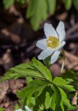 Смотреть изображение Anemone nemorosa