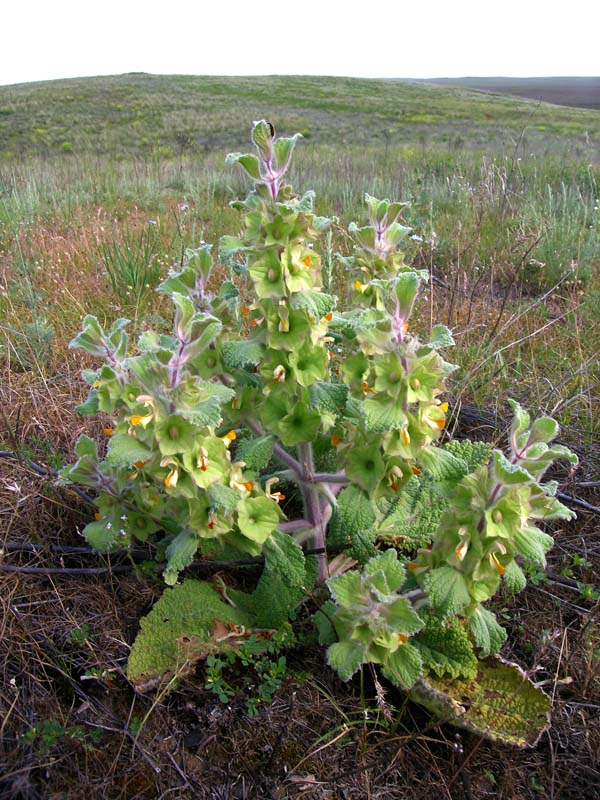 Image of Eremostachys isochila specimen.