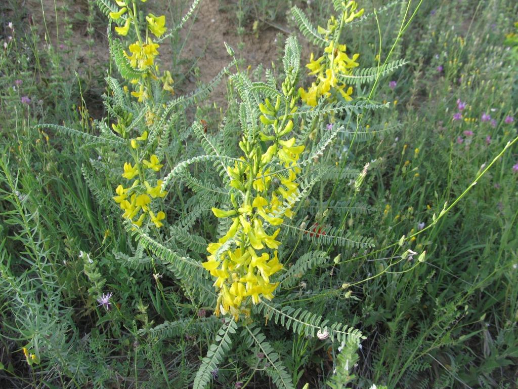 Изображение особи Astragalus nachitschevanicus.