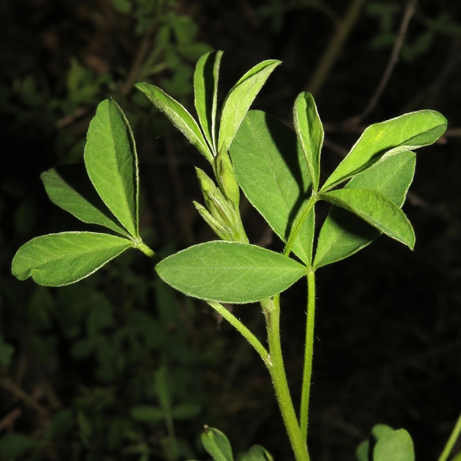 Изображение особи Chamaecytisus colchicus.