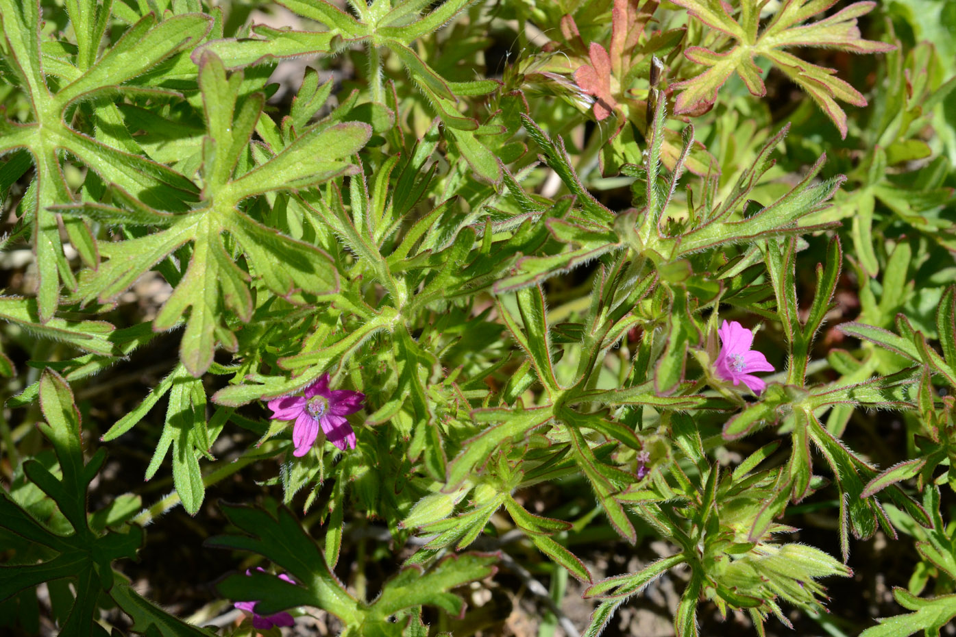 Image of Geranium dissectum specimen.