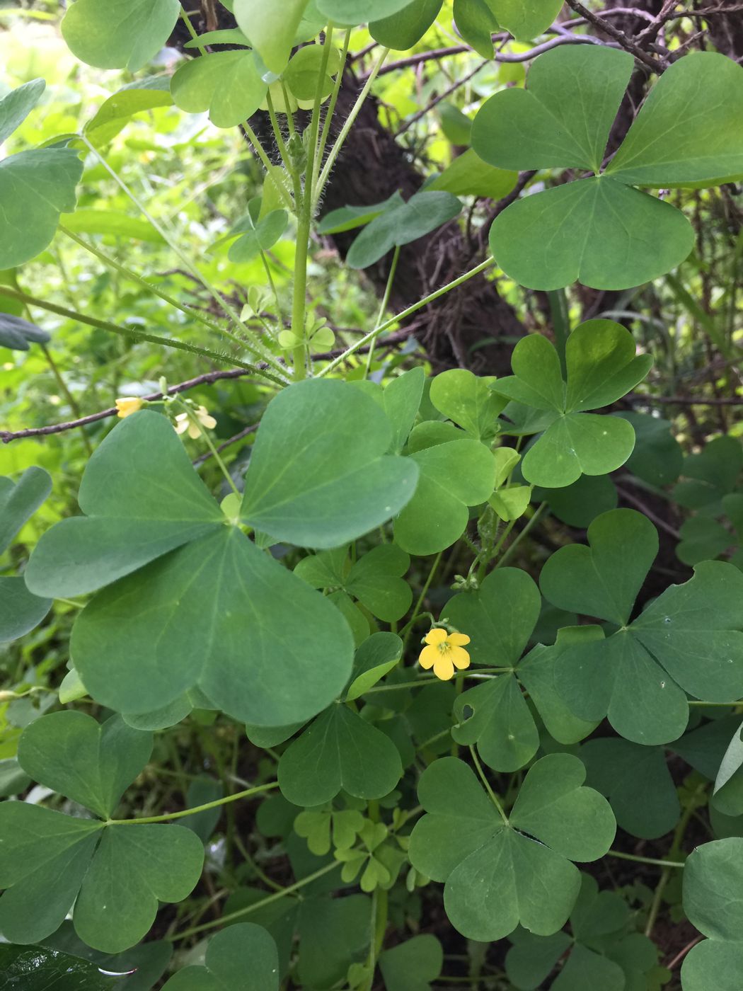 Изображение особи Oxalis stricta.